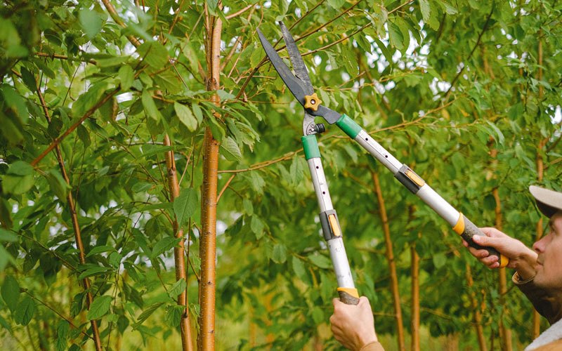 Tree trimming in Bayview, ID