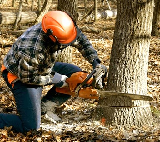 Tree Removal in Bayview, ID